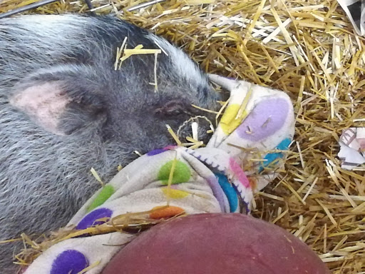 Hardware Store «Buchheit of House Springs», reviews and photos, 4550 Gravois Rd, House Springs, MO 63051, USA