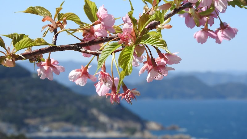 河津桜展望所