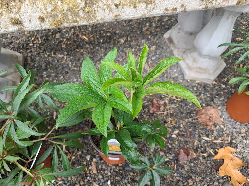 Garden Center «Victoria Gardens», reviews and photos, 1 Cottekill Rd, Rosendale, NY 12472, USA