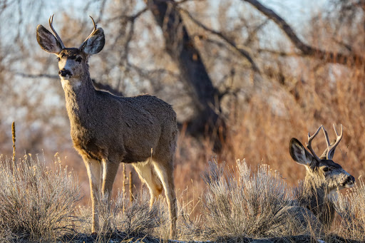 Park «Nature Park», reviews and photos, 2250 Gold Ave, Helena, MT 59601, USA