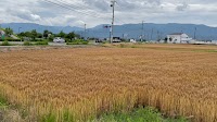 芭瑠酣