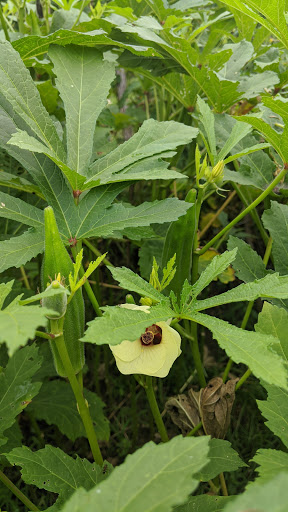 West Side Community Gardens image 6