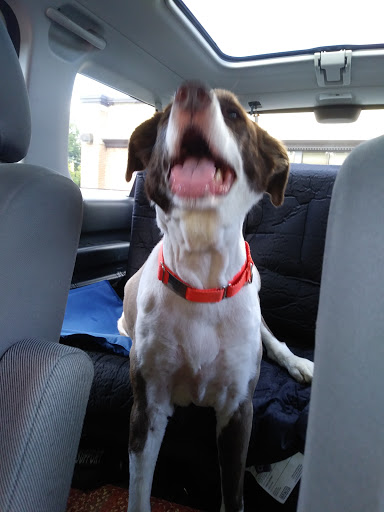 Pet Supply Store «Pet Supplies Plus», reviews and photos, 1856 Hendersonville Rd a, Asheville, NC 28803, USA