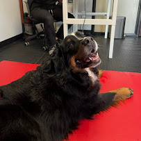 Tails Animal Chiropractic Care - Photo 8 - Car repair in Fort Collins, CO, Fort Collins