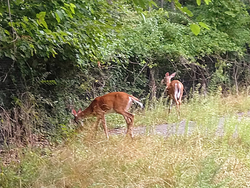 Park «East Rock Park», reviews and photos, 41 Cold Spring St, New Haven, CT 06511, USA