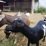 Photo n°6 de l'avis de Cristi.d fait le 20/07/2017 à 18:03 sur le  Trattoria La Cascina à San Salvatore