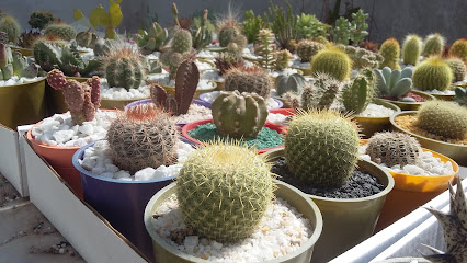 Cactus Serranos
