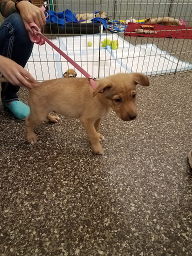 Animal Shelter «BrightSide Animal Center (formerly Humane Society of Redmond)», reviews and photos