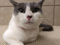 Animal Humane New Mexico Westside Adoption Center - Photo 3 - Car repair in Albuquerque, NM, Albuquerque