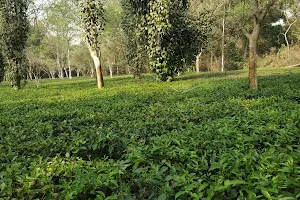 IIT Tea Garden image