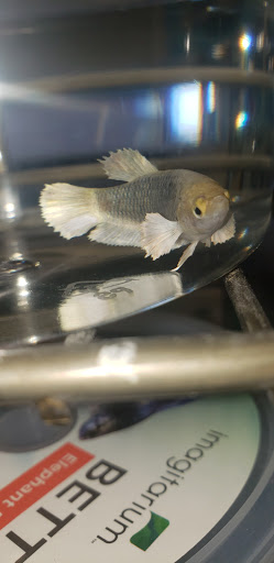 Pet Supply Store «Petco Animal Supplies», reviews and photos, 6025 Kruse Dr #159, Solon, OH 44139, USA