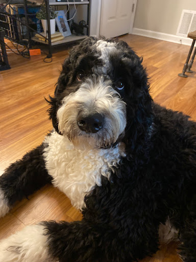 Pet Store «Puppy Palace», reviews and photos, 1250 US-130, Trenton, NJ 08638, USA