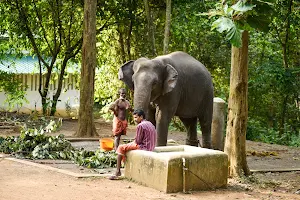 Elephant Bathing Spot image
