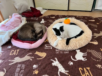ねこのおうち くろねこ