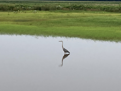 Boat Rental Service «Blackwater Paddle and Pedal Adventures», reviews and photos, 2524 Key Wallace Dr, Cambridge, MD 21613, USA