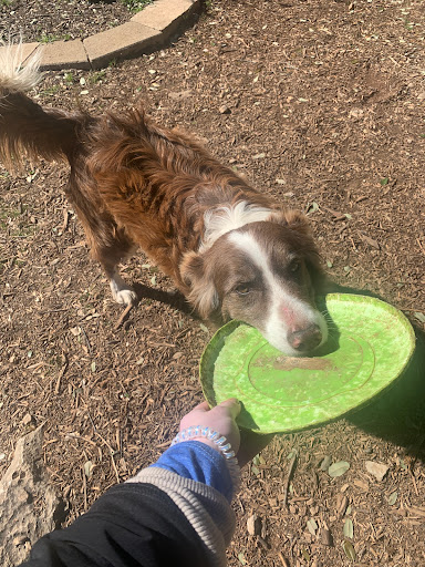 Golf Club «Flying Armadillo Disc Golf Club», reviews and photos, 3115 Hilliard Rd, San Marcos, TX 78666, USA