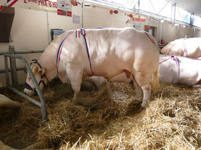 ASSOCIATION FOIRES CONCOURS BOVINS DE ST POURCAIN SUR SIOULE à Saint-Pourçain-sur-Sioule