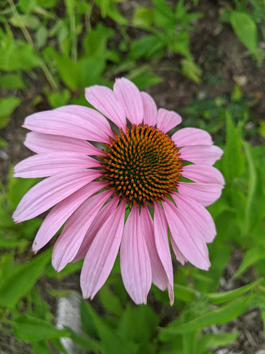 Park «Blandair Regional Park», reviews and photos, 5750 Oakland Mills Rd, Columbia, MD 21045, USA