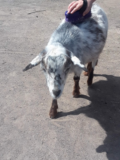 Zoo «Lake Superior Zoo», reviews and photos, 7210 Fremont St, Duluth, MN 55807, USA