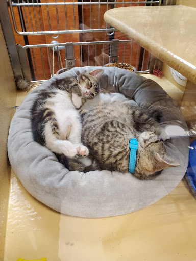 Pet Supply Store «PetSmart», reviews and photos, 5080 Riverside Dr #601, Macon, GA 31210, USA