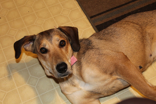 Pet Supply Store «PetSmart», reviews and photos, 144 Retail Commons Pkwy, Martinsburg, WV 25403, USA