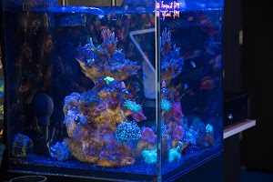 North County Tropical Fish Store - Reefers Garge - photo 23