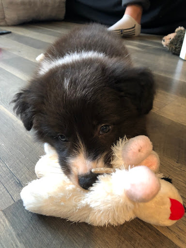 The Border Collie Lady