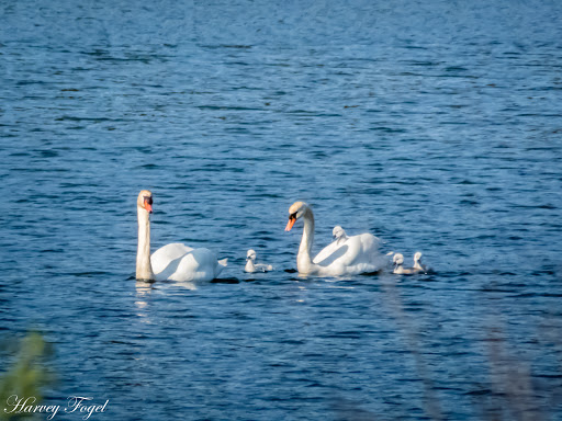 Nature Preserve «Asylum Lake Preserve», reviews and photos, 3836 S Drake Rd, Kalamazoo, MI 49008, USA