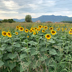 Photo n°3 de l'avis de michele.a fait le 01/07/2021 à 08:03 sur le  Ristorante Il Cavatappi Spirito Jazz à Calcinaia