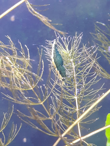 Pet Supply Store «Blue Fish Aquariums», reviews and photos, 5412 Mayfield Rd, Cleveland, OH 44124, USA