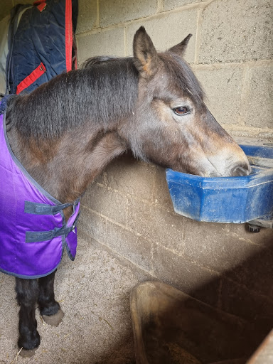 Horse riding lessons Colchester