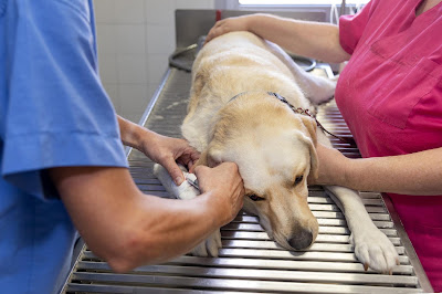 Clinique vétérinaire CVET de Ponthierry - sur rdv ou urgences à Saint-Fargeau-Ponthierry