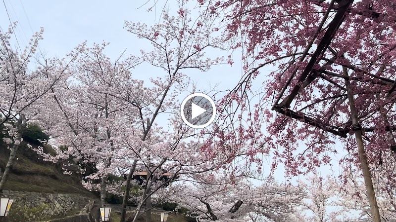 千垂（ちすい）の桜
