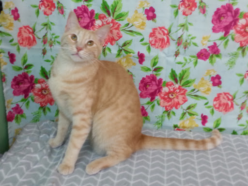 Pet Supply Store «Sunflower Natural Pet Supplies», reviews and photos, 514 Pillsbury Dr, Manhattan, KS 66502, USA