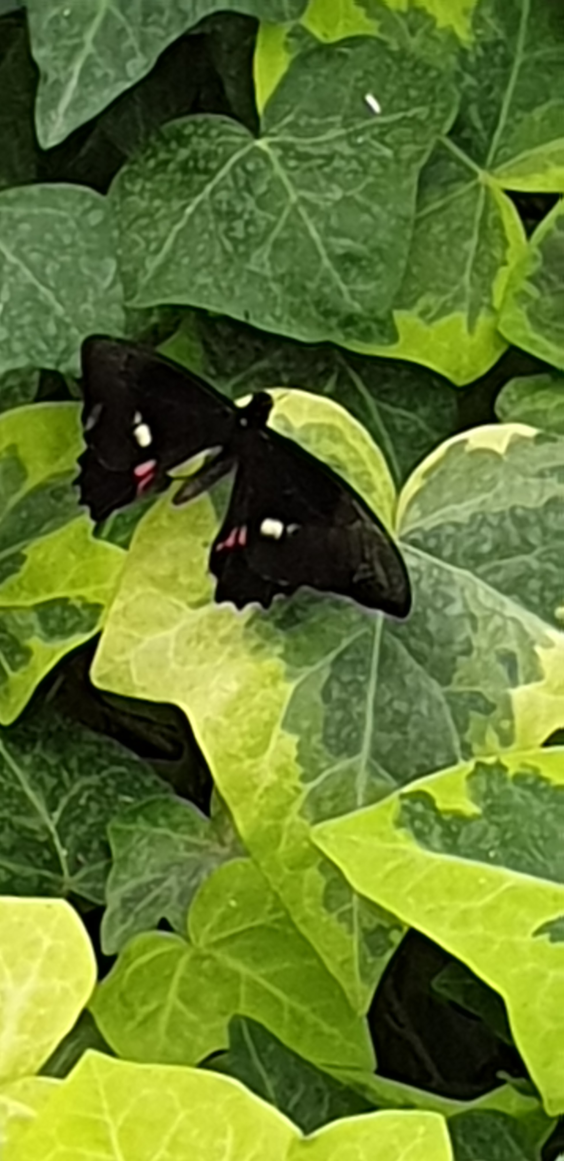 Photo n° 13 de l'avis de Severine.o fait le 30/07/2019 à 11:31