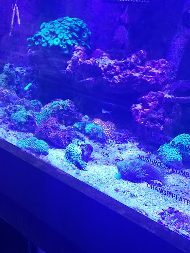 Tropical Fish Store «Aquatic Obsessions», reviews and photos, 1150 St George Ave, Avenel, NJ 07001, USA