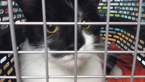 Pet Supply Store «Dogge Style Pets Passyunk», reviews and photos, 1700 E Passyunk Ave, Philadelphia, PA 19148, USA