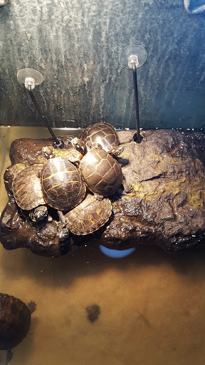 Pet Store «Pet Kingdom», reviews and photos, 4650 S Cleveland Ave, Fort Myers, FL 33907, USA