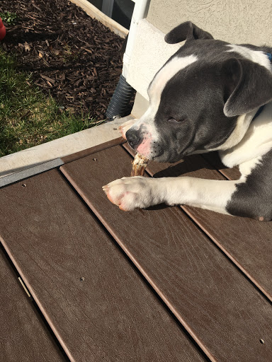 Pet Groomer «Red Bandana 4 Pets», reviews and photos, 925 Pioneer Rd, Draper, UT 84020, USA