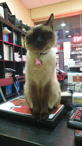 Opinii despre Ευριπίδης Copy Shop în Θεσσαλονίκη - Φωτοτυπείο