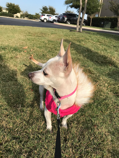 Pet Supply Store «Petco Animal Supplies», reviews and photos, 635 Cibolo Valley Drive #149, Cibolo, TX 78108, USA