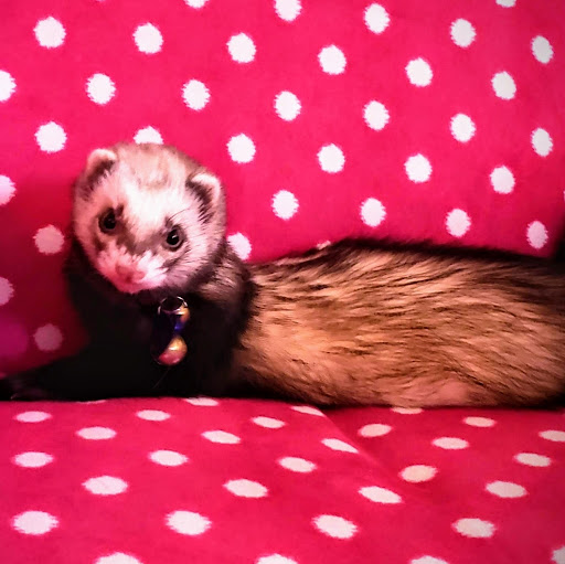 Pet Supply Store «Petco Animal Supplies», reviews and photos, 5239 Harvey St, Norton Shores, MI 49444, USA