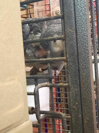 Pet Store «Lake City Pets and Supplies & Grooming», reviews and photos, 1101 US-90, Lake City, FL 32055, USA