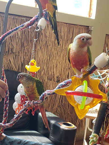 Bird Shop «Parrot & Bird Emporium Inc», reviews and photos, 360 N Westfield St, Feeding Hills, MA 01030, USA