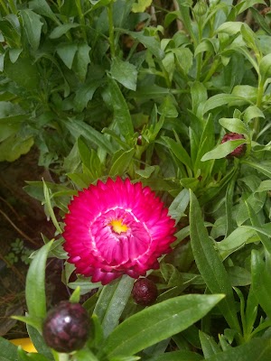 Vivero Martha - photo 1
