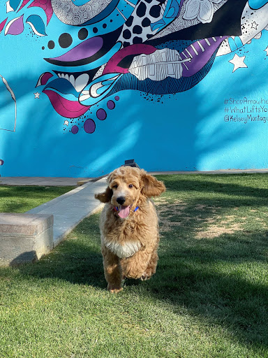 Pet Store «Puppies N Love», reviews and photos, 7700 W Arrowhead Towne Center, Glendale, AZ 85308, USA