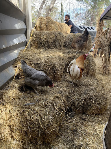 Zoo «Jr Pony Parties», reviews and photos, 1744 N Leonard Ln, Las Vegas, NV 89108, USA