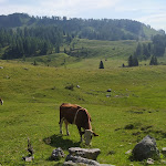 Photo n°6 de l'avis de ANTONIO.U fait le 23/07/2022 à 04:56 sur le  Casera Razzo à Vigo di Cadore