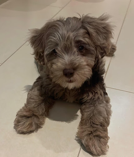 Opinii despre Wag A Tail Singapore în Singapore - Shop