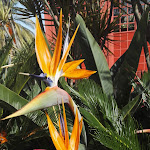 Photo n°12 de l'avis de Sganarelle.� fait le 29/04/2018 à 05:37 sur le  Pestana Palace Lisboa à Lisbon